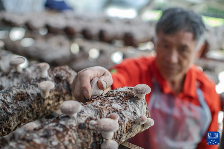山区小香菇 “长”成出口名产品