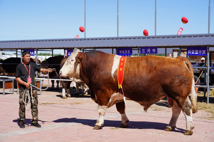 首届中国（2023•内蒙古）牛交易大会在兴安盟科右中旗开幕_fororder_获奖种牛。（摄影：梁永峰）.JPG