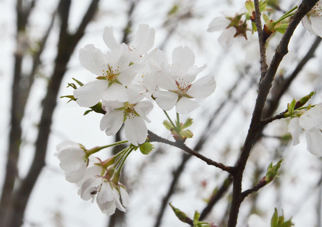 3月26日 浙江省寧海県 葛紋静さん 3月26日 浙江省寧海県 葛紋静さん