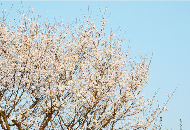3月26日 浙江省寧海県 葛紋静さん 3月26日 浙江省寧海県 葛紋静さん