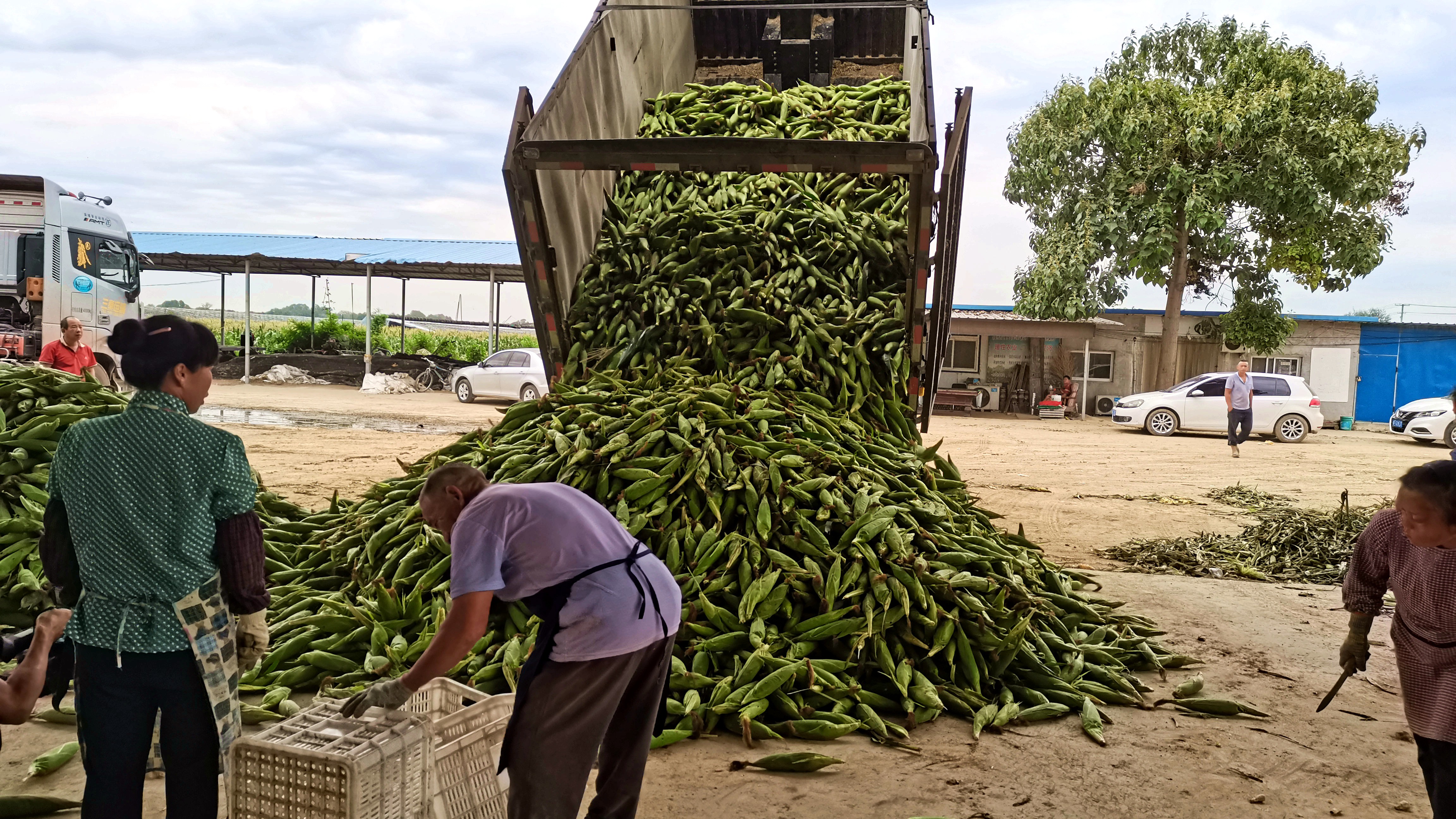 河北唐县：甜玉米丰收让群众日子更“甜”_fororder_满载玉米的卡车正在倾倒玉米，农民们准备进行分拣