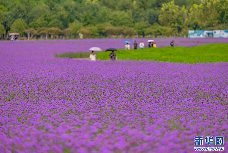 南京固城湖:趁着暑假的尾巴 邂逅绿意花香_fororder_20230829_090724_004