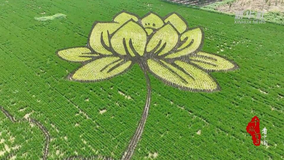 山东济南:巨幅稻田画扮靓乡村