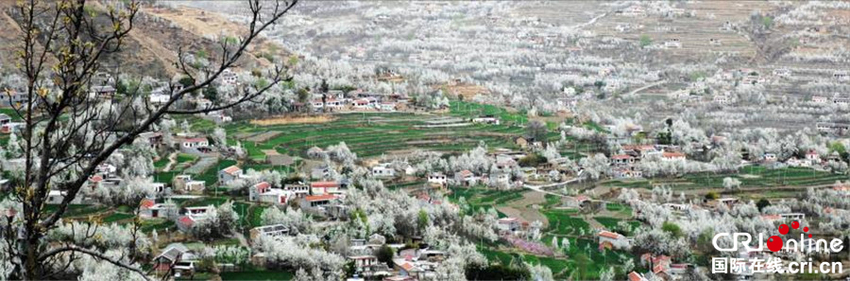 图片默认标题_fororder_金川梨花美景