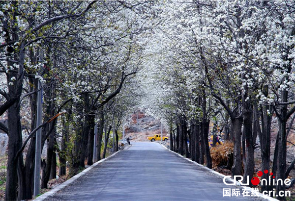 图片默认标题_fororder_金川梨花大道