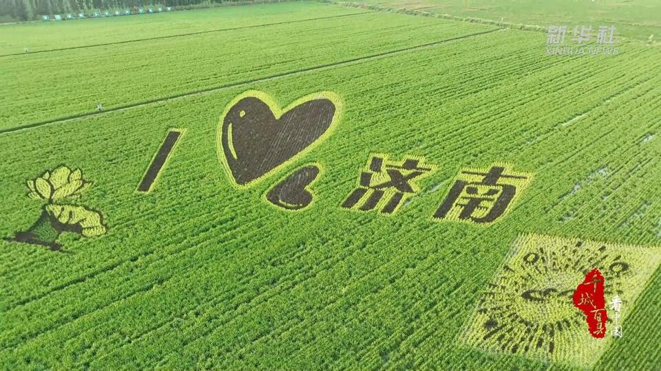 山东济南:巨幅稻田画扮靓乡村