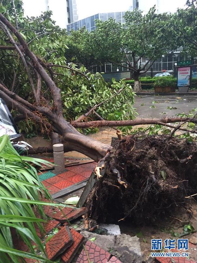 台风"莫兰蒂"在福建厦门登陆(组图)