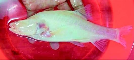 三峡库区发现珍稀洞穴鱼新种 为长江干流唯一盲鱼物种