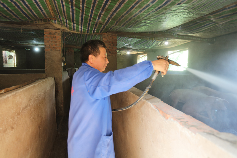脱贫户张中华:“金猪”铺就致富路 勤劳浇开幸福花_fororder_冲洗圈舍--马发海摄