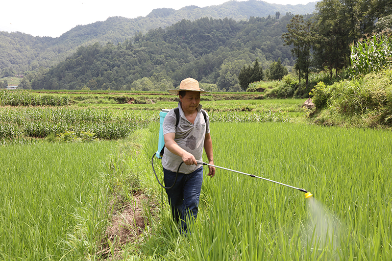脱贫户张中华:“金猪”铺就致富路 勤劳浇开幸福花_fororder_为稻田喷洒杀虫剂--马发海摄