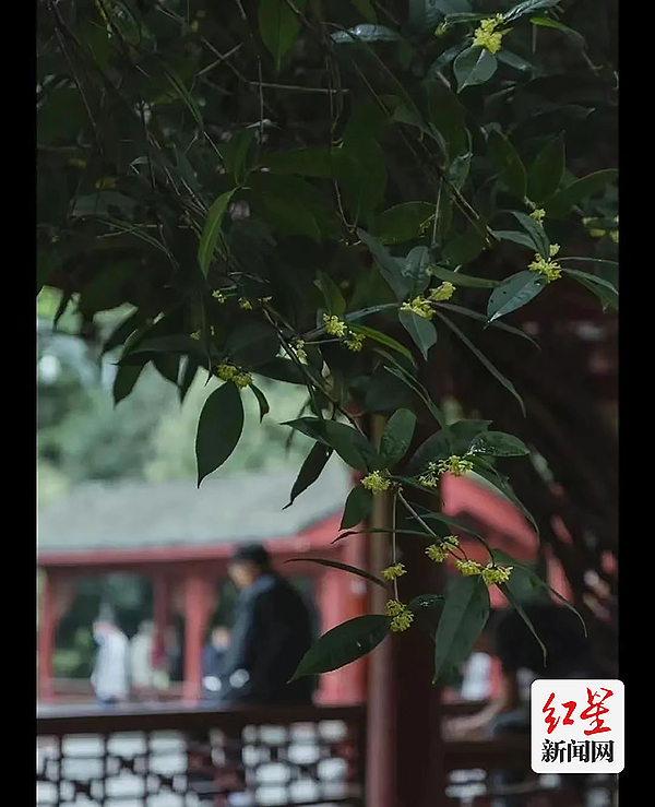 (转载)一条“桂花味”的city walk路线请查收 公园城市《赏桂地图》出炉_fororder_1695888085246