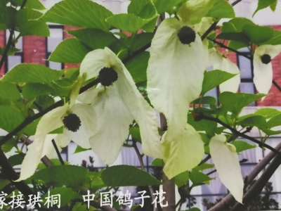 （焦点图，导航成都，移动端轮播图）坚守20多年 四川"花痴"让"鸽子花"绽放都江堰街头