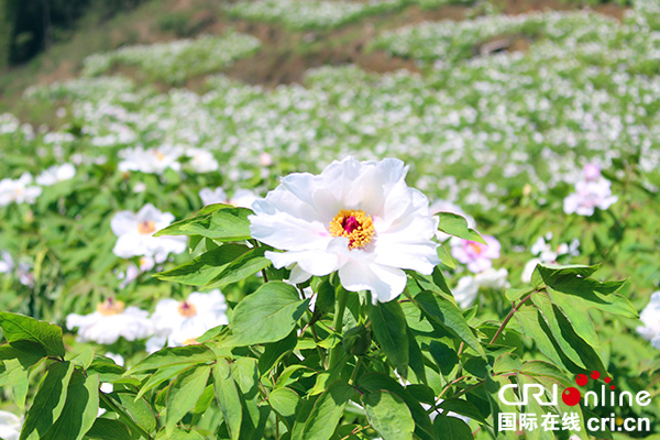 图片默认标题_fororder_牡丹花开（摄影：葛旺）