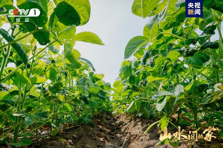 (转载)黑土地上锄野豆,天府粮仓迎丰收,《山水间的家》解锁“丰”景“密码”