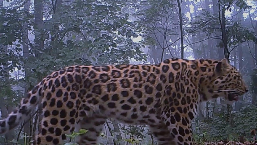 图片默认标题_fororder_中国东北虎豹国2