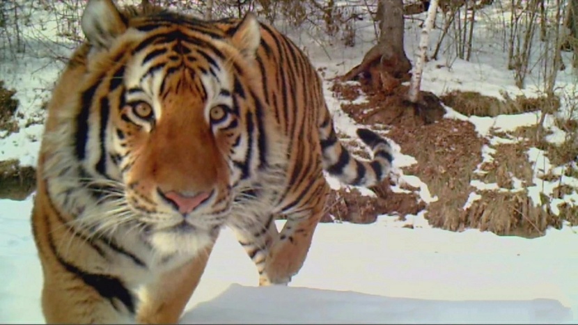 图片默认标题_fororder_中国东北虎豹国1