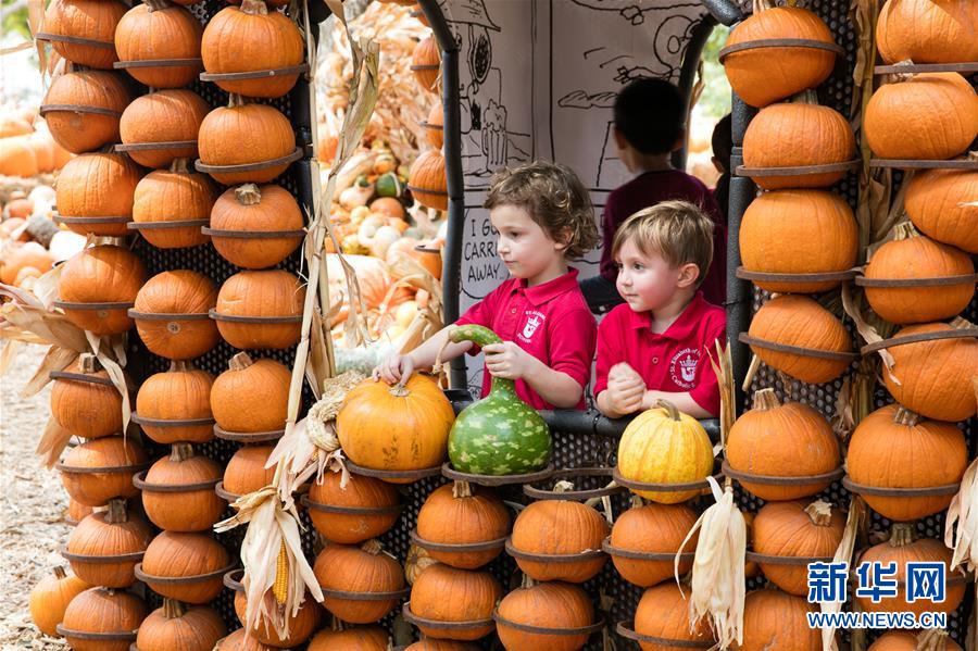 新华网：9万南瓜堆成美国“南瓜小镇”