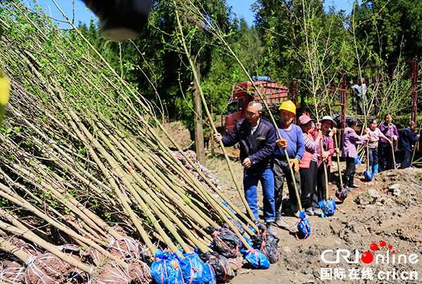 图片默认标题_fororder_干部群众搬运即将栽植的银杏树苗