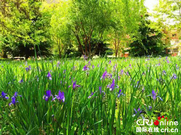 图片默认标题_fororder_九寨沟县春意盎然