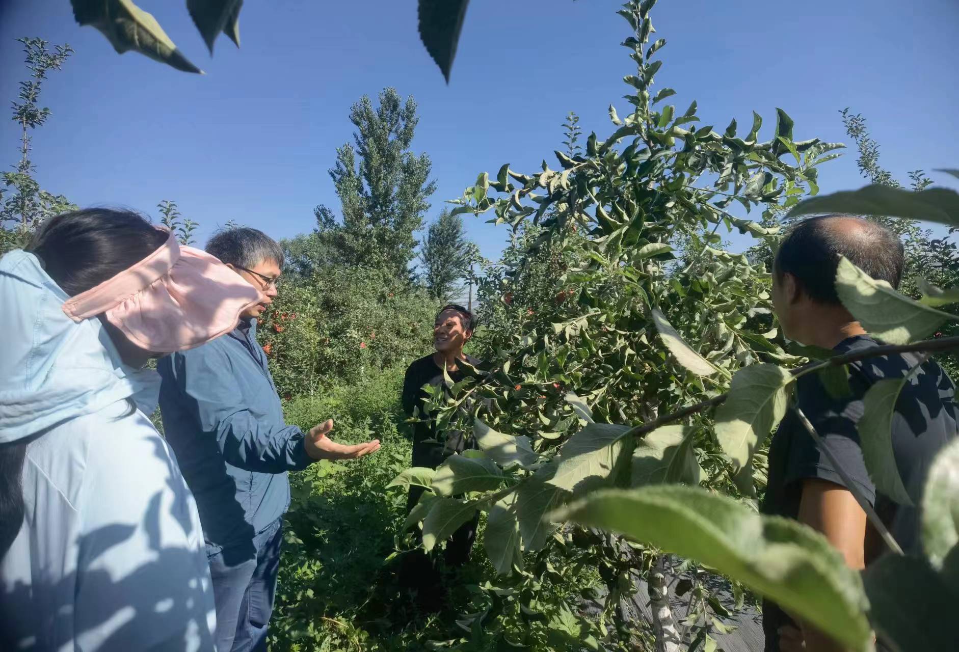 河北涞源:完成60000亩玉米飞防作业_fororder_2