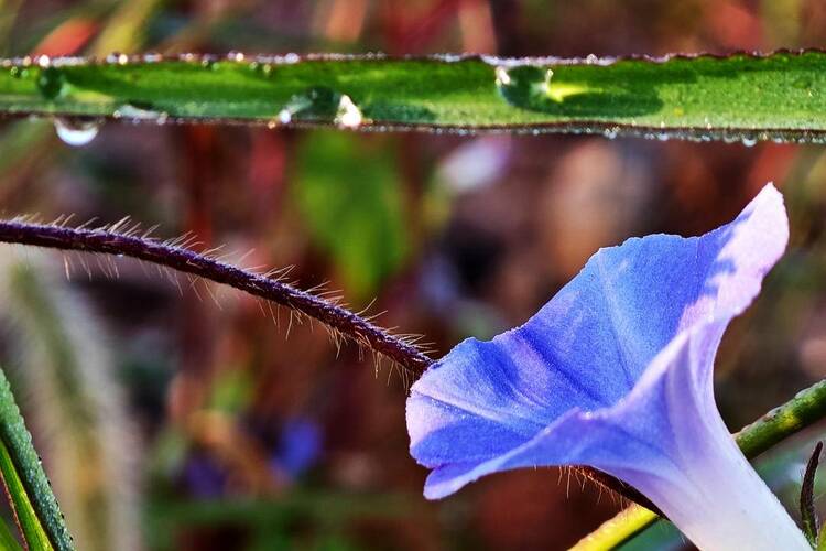 大连:白露时节,草木凝露