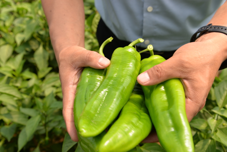 榆林市靖边县中山涧镇:辣椒喜丰收 日子有奔头_fororder_中山涧镇辣椒长势好 白凌燕摄 (3).JPG