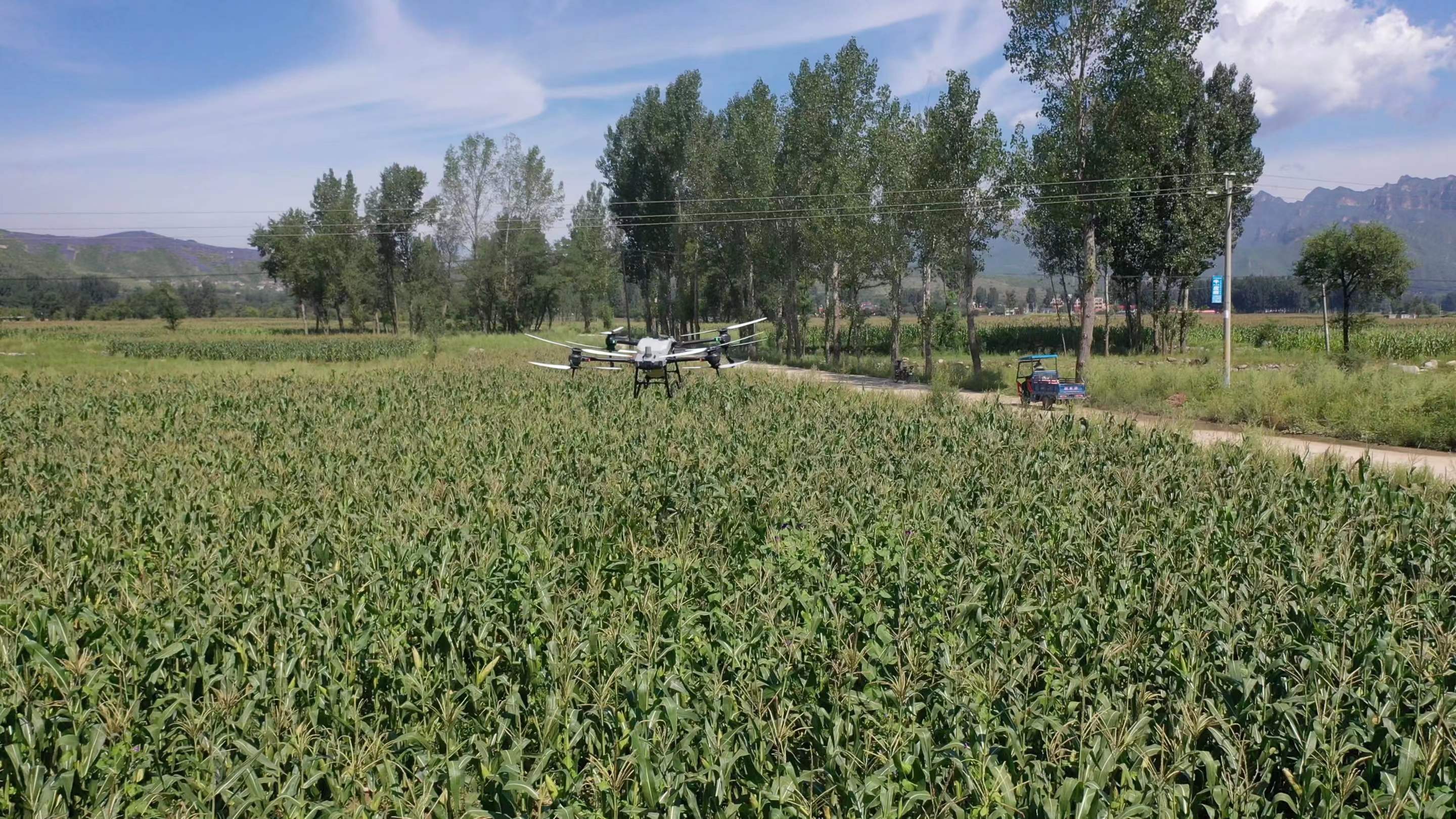 河北涞源:完成60000亩玉米飞防作业_fororder_1