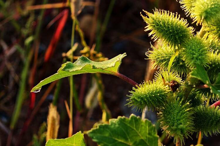 大连:白露时节,草木凝露
