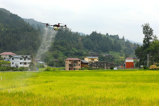 贵州剑河:水稻“空中保姆”,保障粮食安全_fororder_极飞无人机正在空中作业 (2).JPG