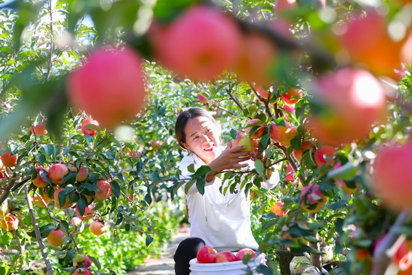 齐齐哈尔：苹果丰收果农乐 新型项目助民生