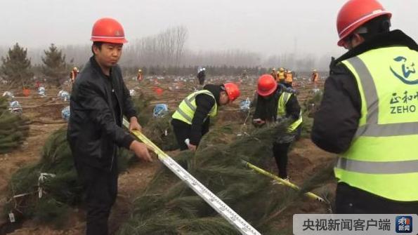 雄安新区建设近自然森林 打造千年秀林