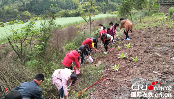 图片默认标题_fororder_师生齐动手重塑绿色河山