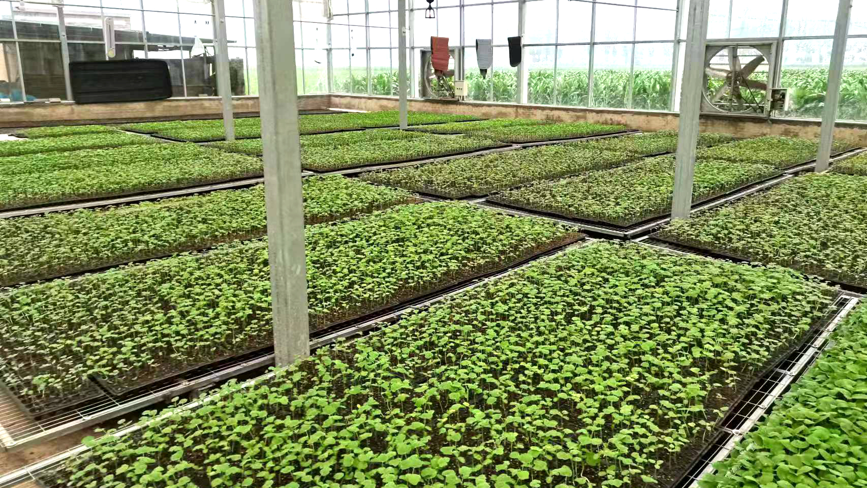 (原创)河北唐县:农业产业化助推乡村振兴_fororder_制种基地对育苗环节进行科学化管理