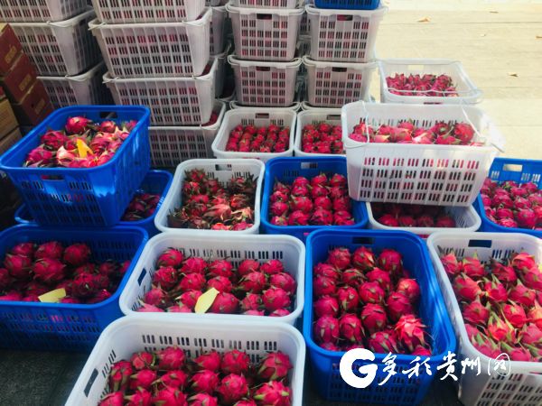 （社会） 公示中！10个地方拟入选“2019年度贵州最美火龙果园”