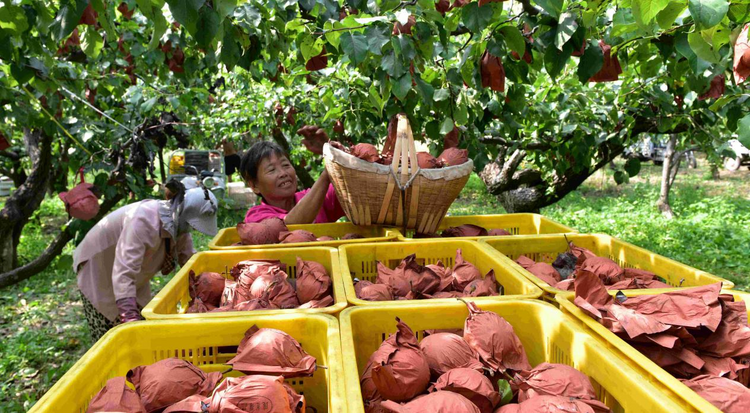 河北泊头:梨果丰收畅销海外_fororder_图片2