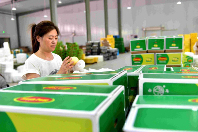 河北泊头:梨果丰收畅销海外_fororder_图片4