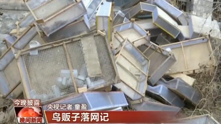 鸟贩子落网记 央视独家探秘野生鸟被药物催肥到上餐桌过程