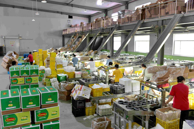 河北泊头:梨果丰收畅销海外_fororder_图片5