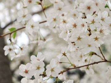 2018年4月4日放送のお便り紹介