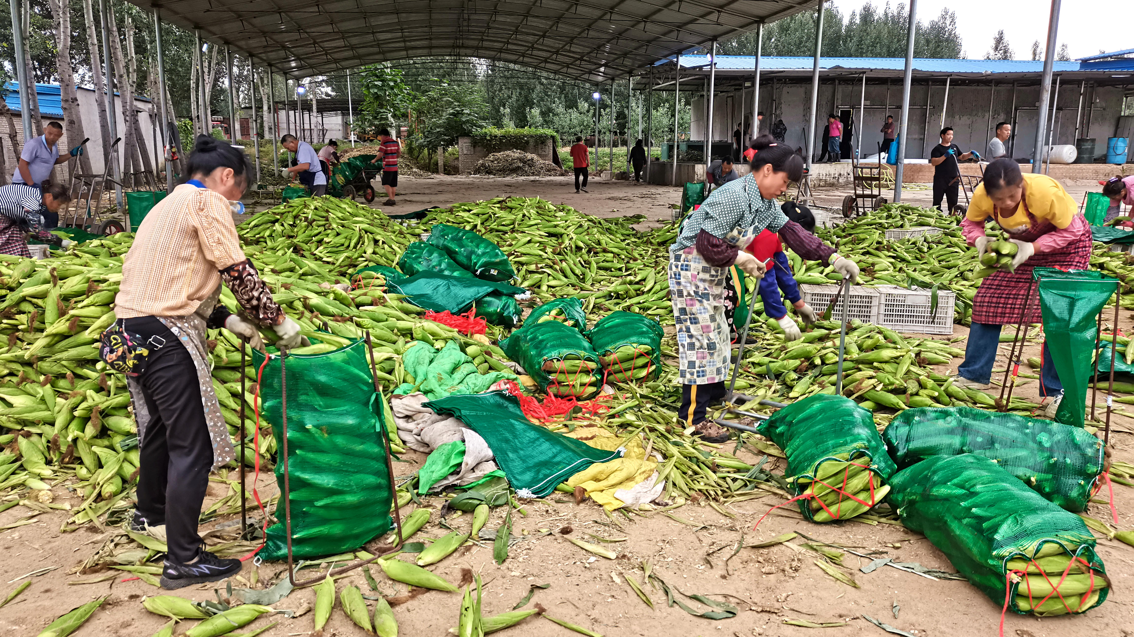 河北唐县：甜玉米丰收让群众日子更“甜”_fororder_农民们正在将玉米打包