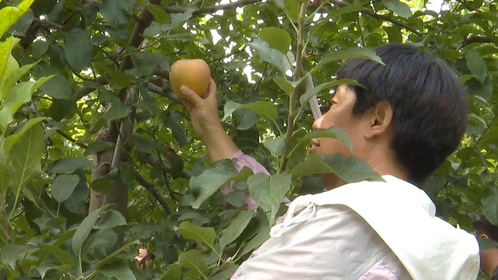 河北唐县:丰收节里话丰收 绘就新“丰”景_fororder_现场嘉宾正在采摘苹果