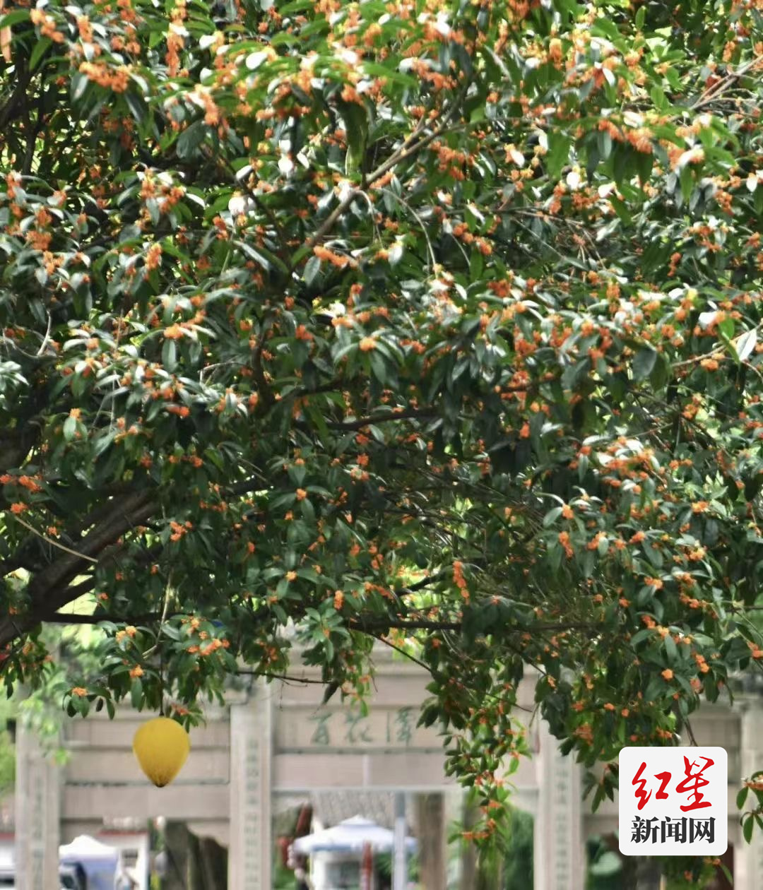 (转载)一条“桂花味”的city walk路线请查收 公园城市《赏桂地图》出炉