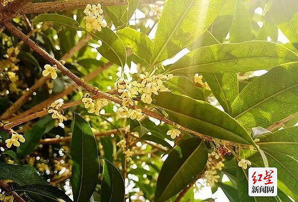 (转载)一条“桂花味”的city walk路线请查收 公园城市《赏桂地图》出炉_fororder_1695887942608