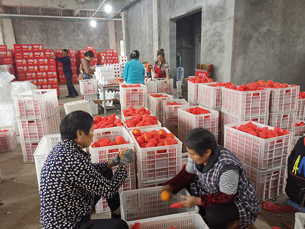 眉山丹棱:又到桔橙成熟季 电商助力融合发展_fororder_通过电商平台即将发往全国各地的爱媛-供图-丹棱县委宣传部