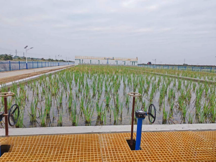 (原创)沧州南大港:人工湿地开启生态治河新篇章_fororder_图片2