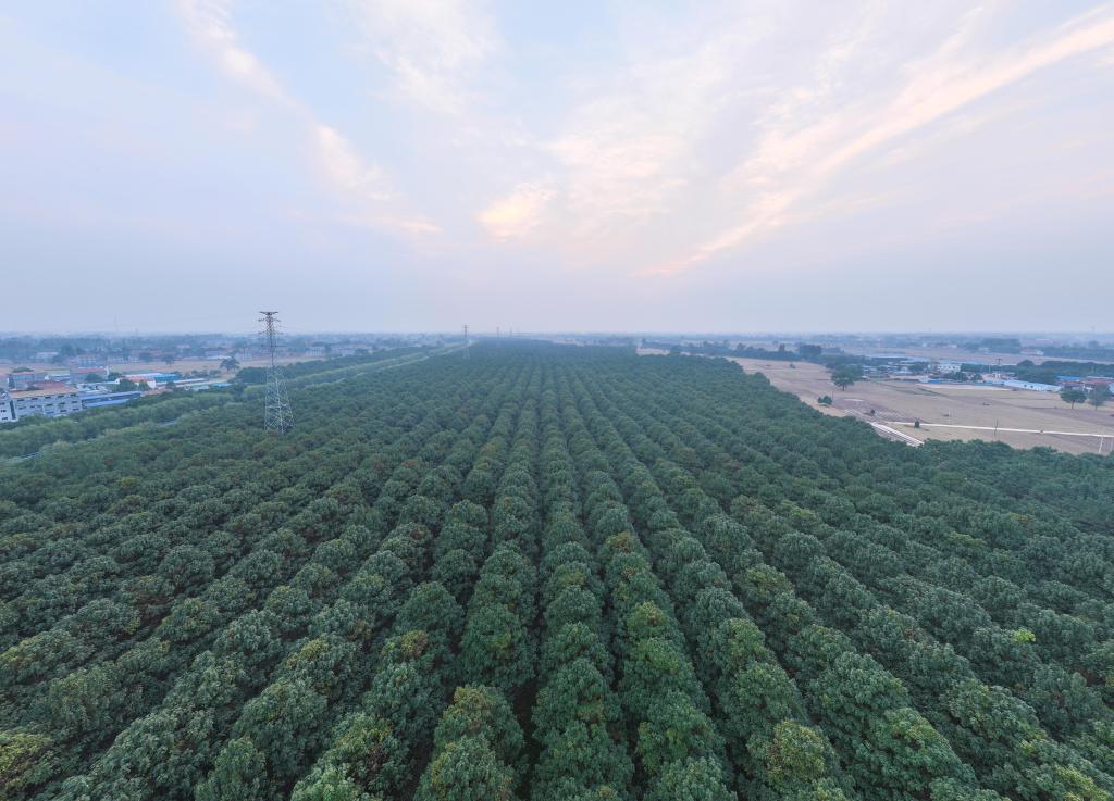 新时代中国调研行·黄河篇丨兰考的“泡桐之歌”