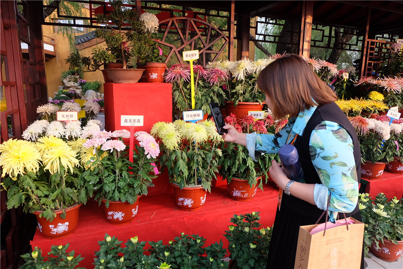 41st Chrysanthemum Culture Festival in Kaifeng to be Held_fororder_图片22