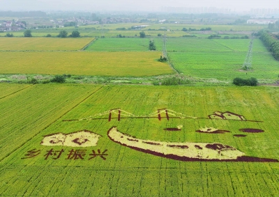 南京：多彩稻田画扮靓好“丰”景