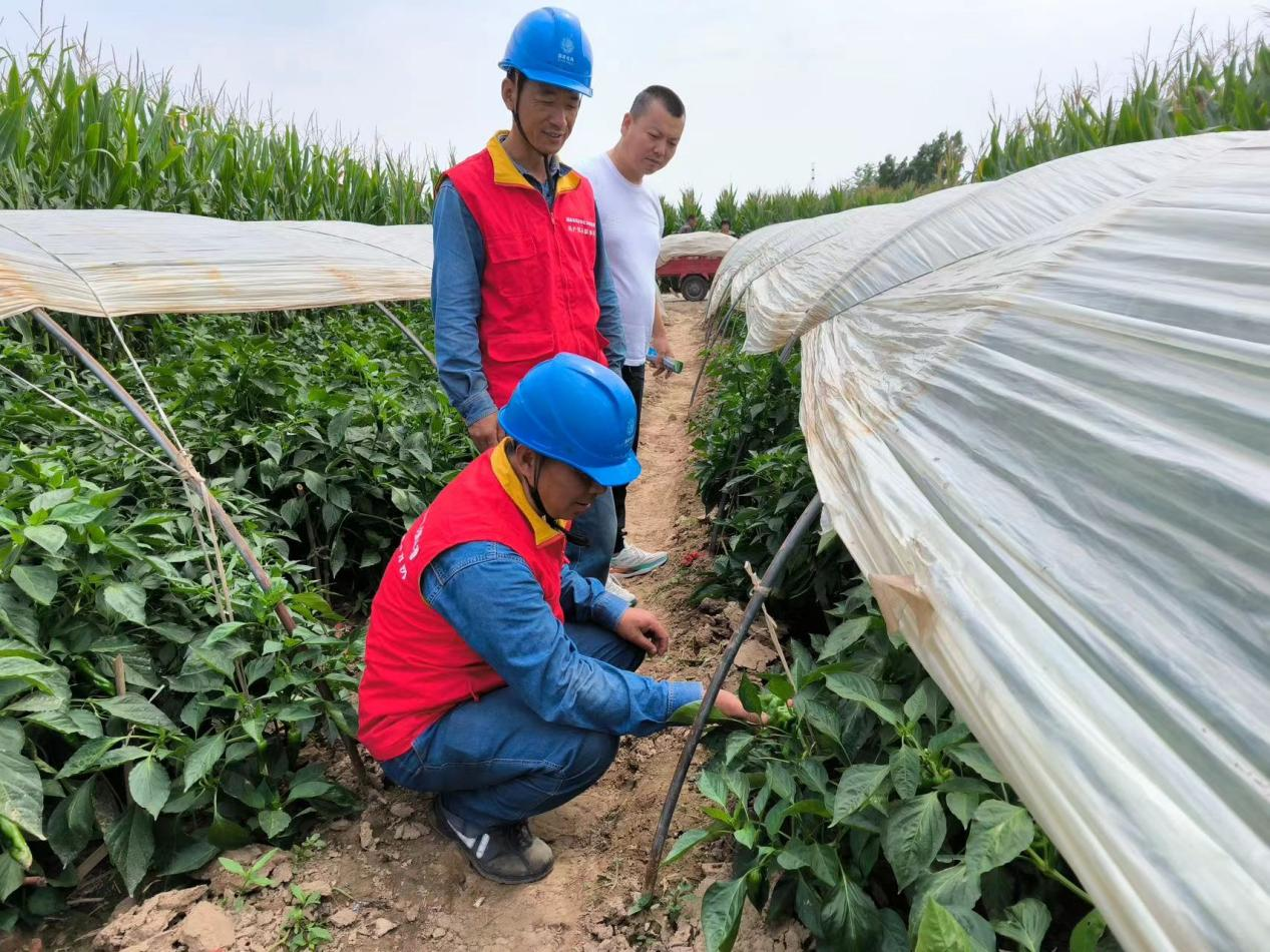 国网渭南供电公司:满格电力奏响秋粮丰收曲_fororder_图片3