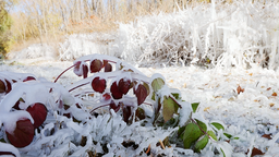 【大美甘肃】甘肃张掖：雪后芦水湾